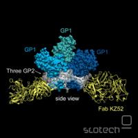  Novoodkrita struktura proteina, glavnega oro&#382;ja virusa Ebole za vstop v celico. Vir: SciAm.