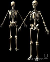  skeletom homo sapiensa