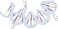 Struktura dvojne vija&#269;nice DNA