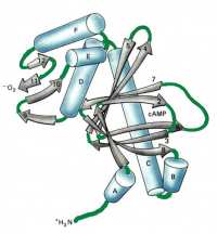 Terciarna struktura proteina