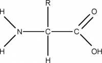 Splo&#353;na struktura aminokislin