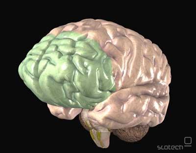 Prefrontalni korteks