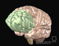 Prefrontalni korteks