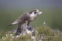  falcon