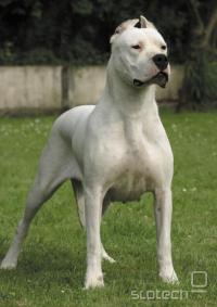  Dogo argentino