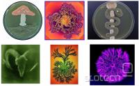 microbiological art