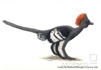 &quot;Anchiornis huxleyi&quot;