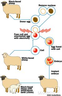 Kloniranje ovce Dolly