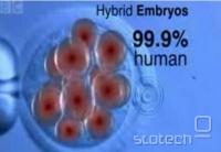 Hibridni zarodki