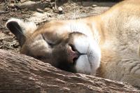 Zdi se, da Puma zaspi hitreje od Leva