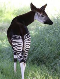  Okapi