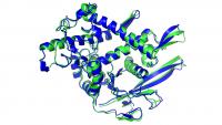 zgradba beljakovine, pri &#269;emer je modro ozna&#269;ena AlphaFoldova ocena, zeleno pa mikroskopska meritev