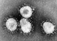 Izrastki na povr&#x161;ini virusa so protein S, ki ga zaradi cepiva izdela na&#x161;e telo in predstavi imunskemu sistemu.