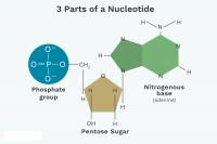 Nukleotidi vsebuje fosfatno skupino, pentozni sladkor (ribozo v RNK ali deoksiribozo v DNK) in bazo (A, G, C, T/U)