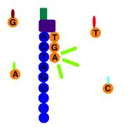 Sekvenciranje s sintezo uporablja nukleotide s fluorescentnim barvilom.