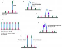 Vezava DNA na plo&#x161;&#269;o in podvojevanje z bridge-PCR.